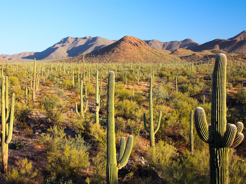 Sonoran Desert